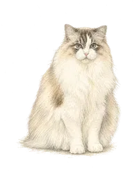 卤氮,山猫纹布偶
